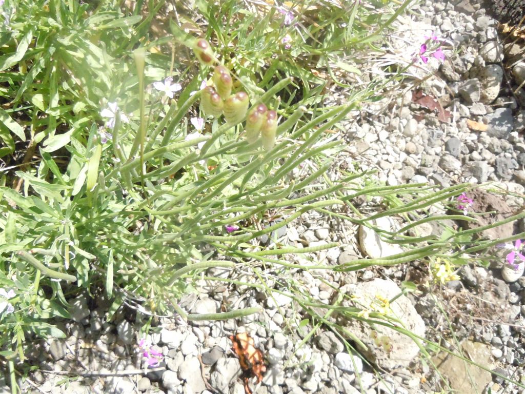 Brassicacea: Matthiola incana